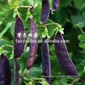 High quality Purple Snow peas seeds Pea seeds chinese vegetable seeds For planting